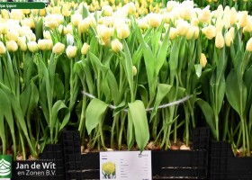Tulipa Ippon (1)